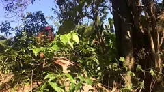 Redare Jungle Romp cu curvy Beauty: aventură porno în aer liber cu sâni mari
